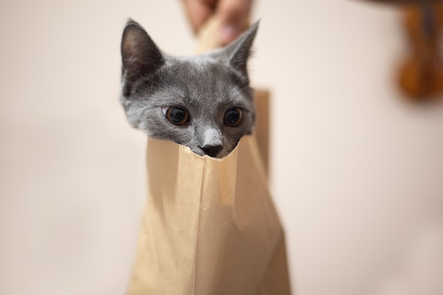 "cat out of the bag"